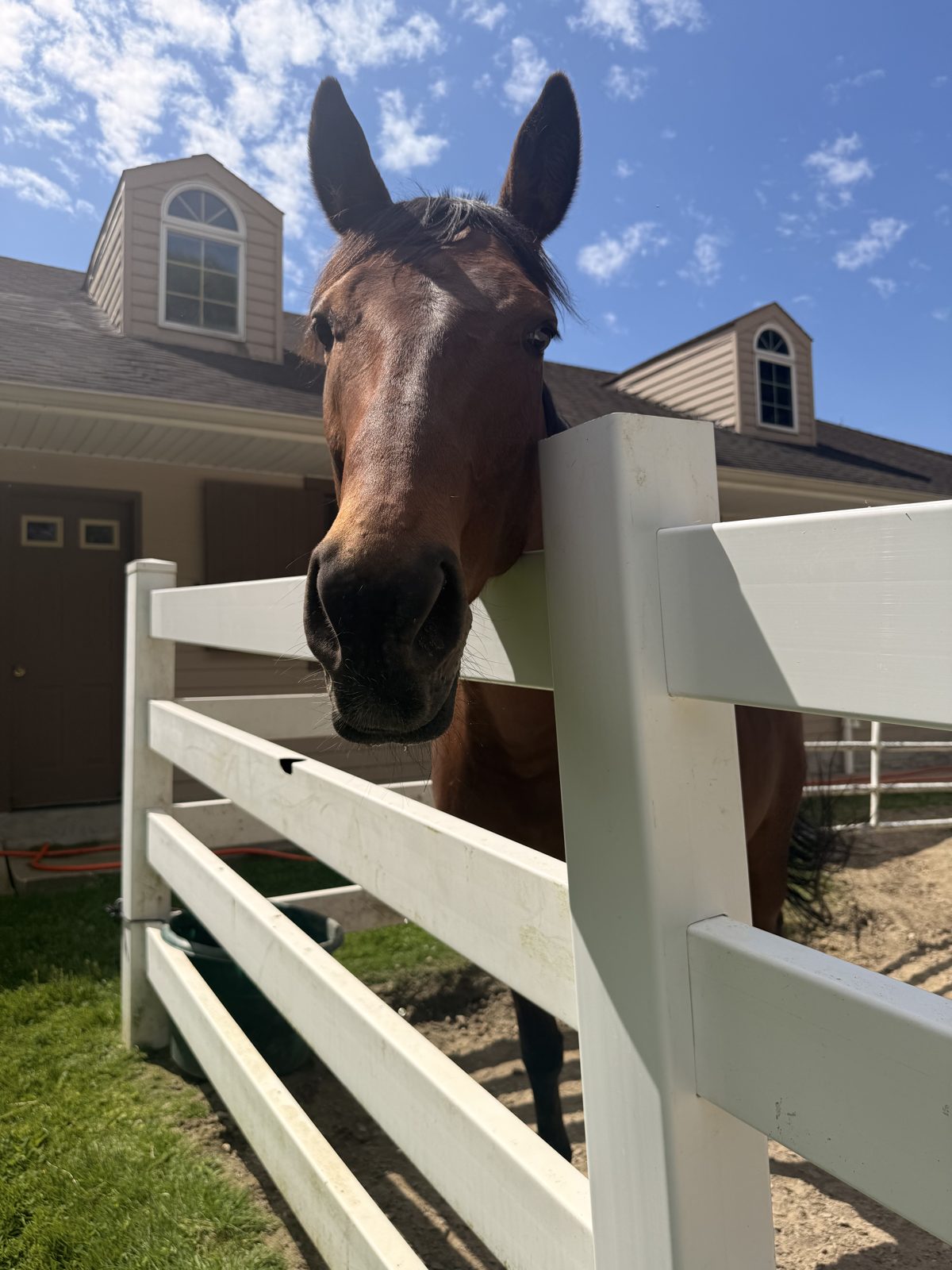 Thoroughbred at the barn fence